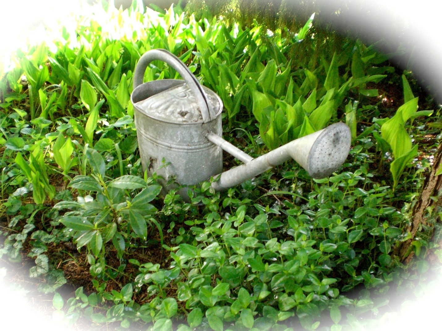 Herb Gardening