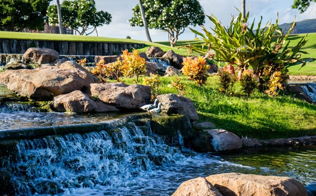 Water Gardens