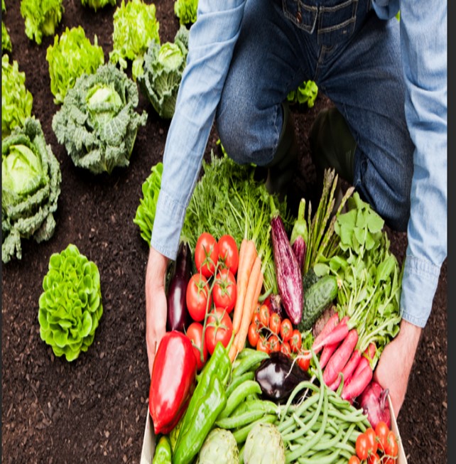 Advantages of Planting Vegetable Gardens