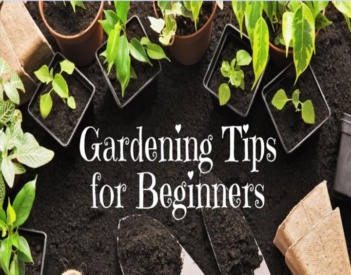 Gardening Tips for Beginners