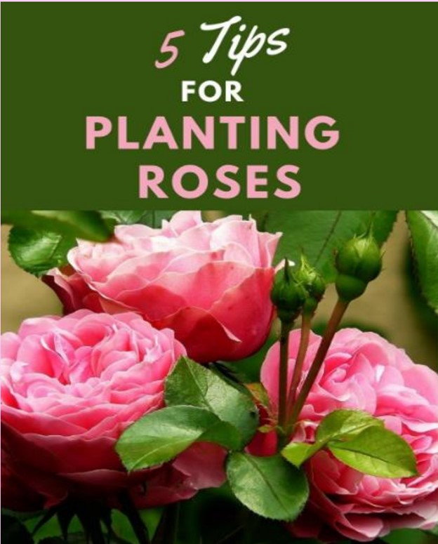 5 Tips for Planting Roses - Sunrise - Sunset - Nature - Gardens