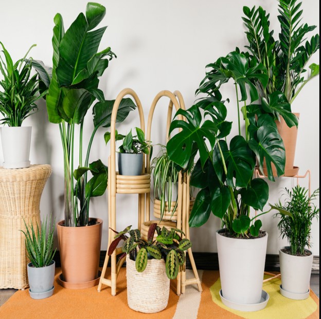 6 Easy Tips on How to Care for Your Plants