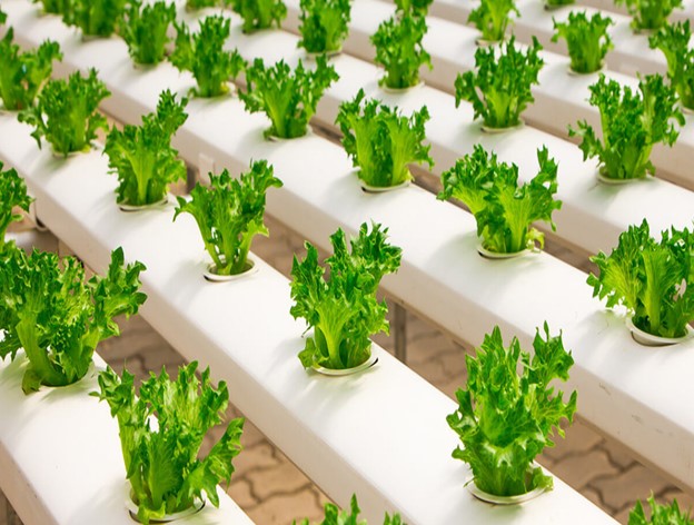 The Advantages of Hydroponic Herb Gardens