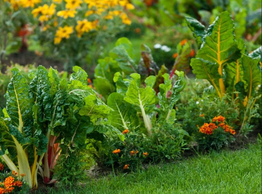 Simple Organic Vegetable and Herb Gardening