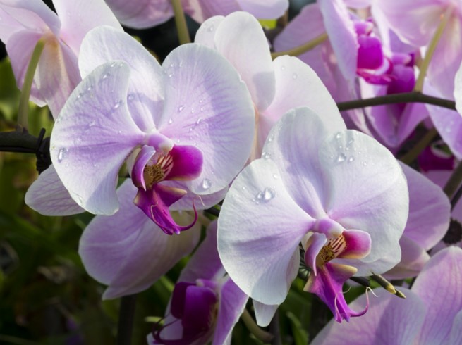 9 Supplies You Need for Orchid Growing Success