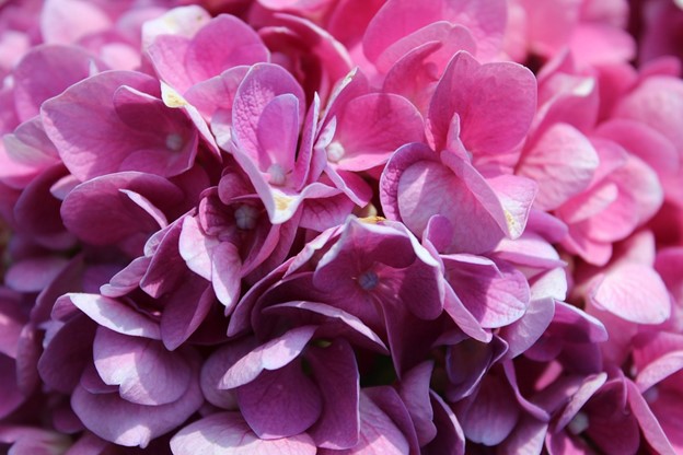 How To Care For Hydrangeas In Late Summer