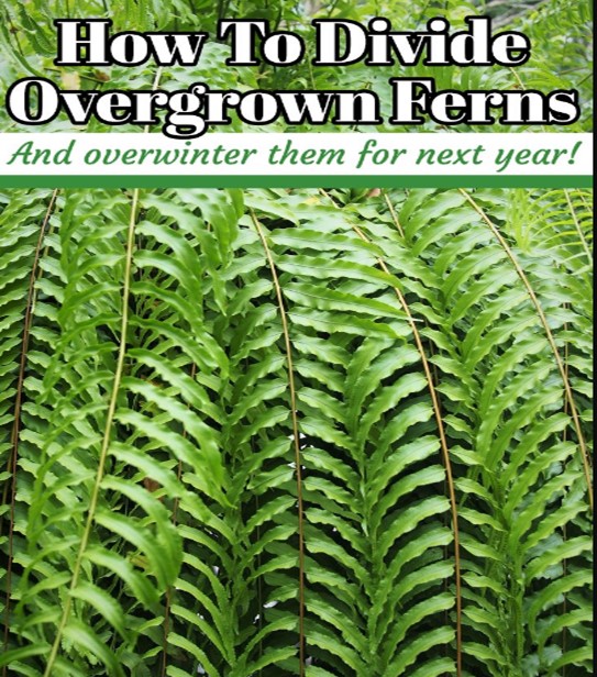 How To Divide Overgrown Ferns Overwintering & Saving Ferns