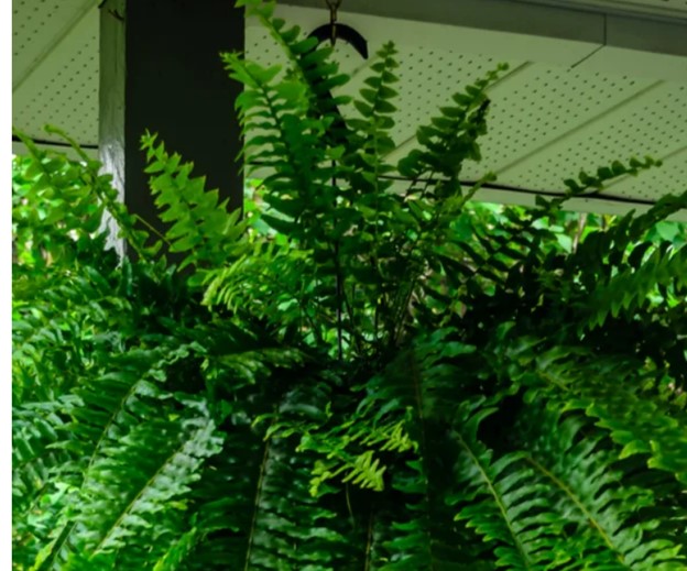 How To Save Your Ferns! Bringing Ferns Indoors For The Winter