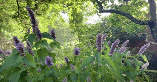 Medicinal Plants