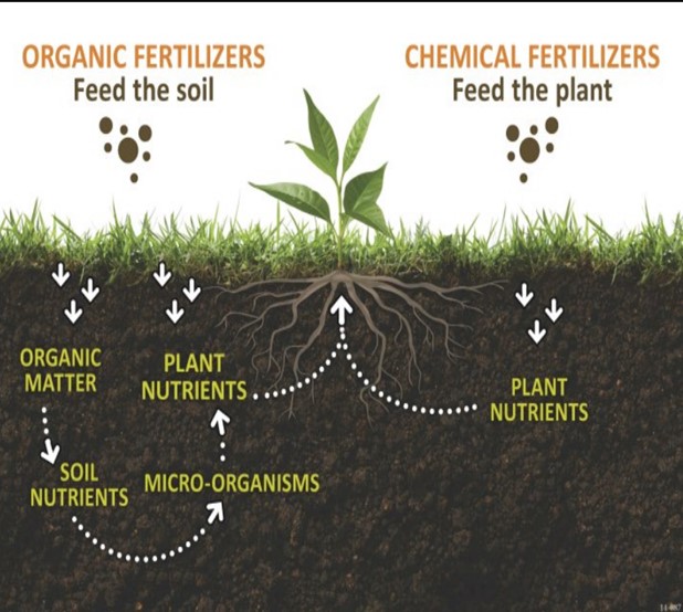 Organic Fertilizer Articles – Leaves-Related Natural Plant Food