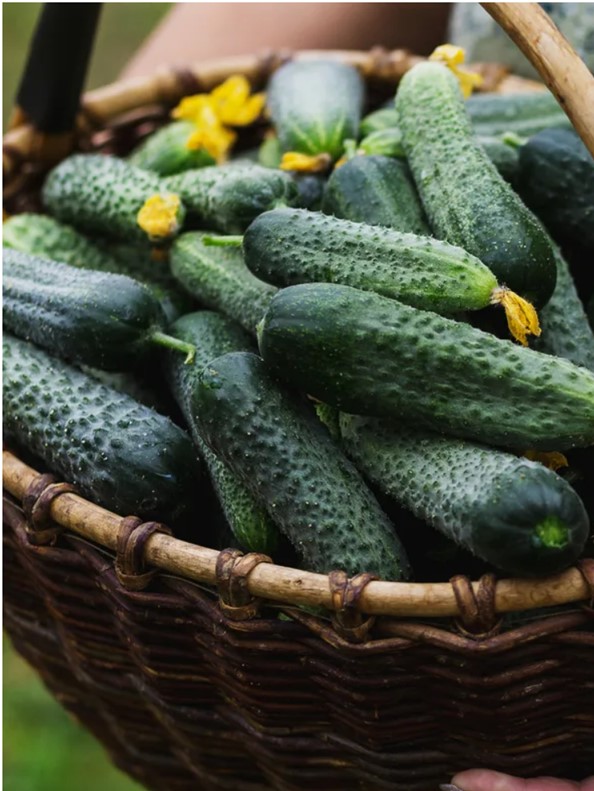 How To Keep Cucumber Plants Producing 3 Secrets To A Bigger Harvest!