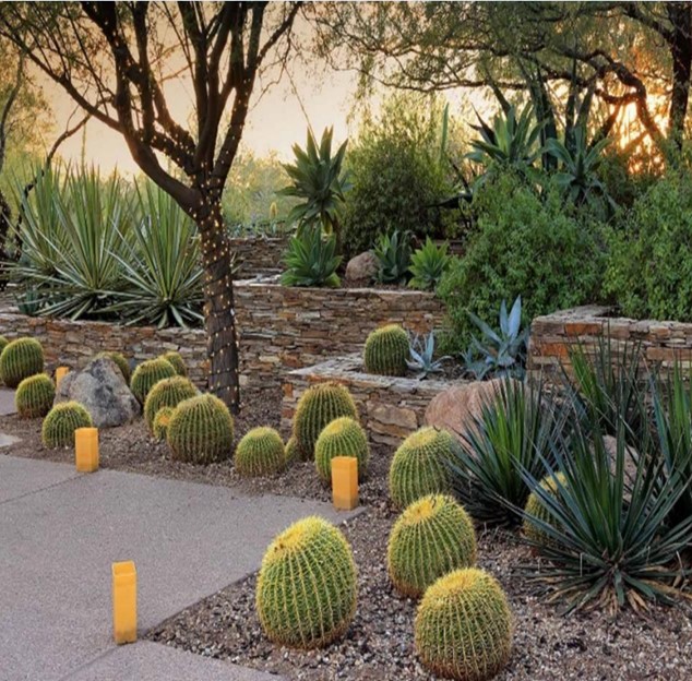 Desert Landscaping