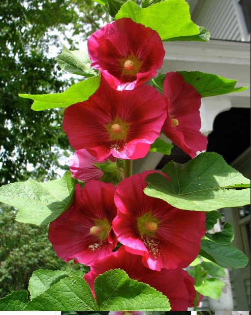 How to Grow Hollyhocks: The Compete Hollyhock Flower Guide