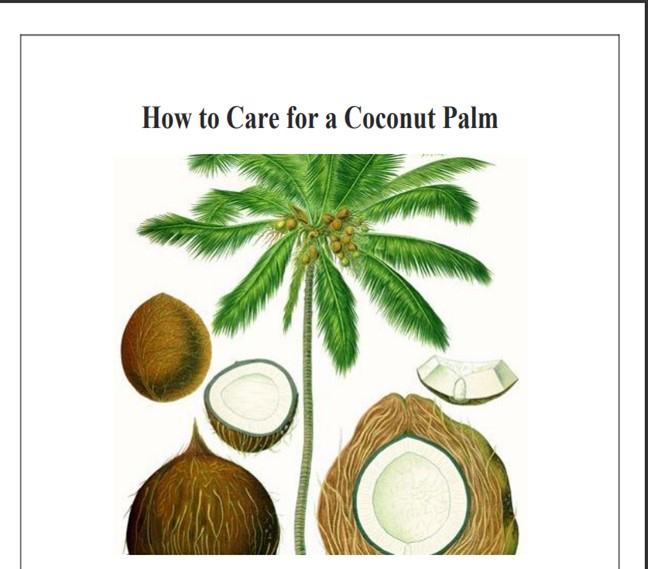 How to Care for a Coconut Palm