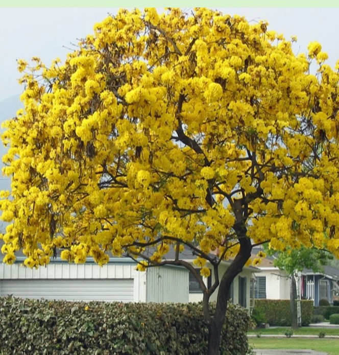 How to Grow a Tabebuia