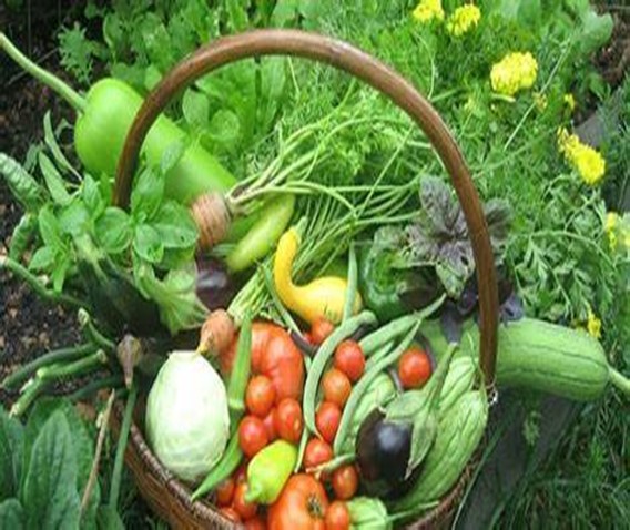 Natural Plant Food for Your Garden