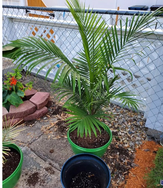 How to Care for Indoor Potted Majesty Palms