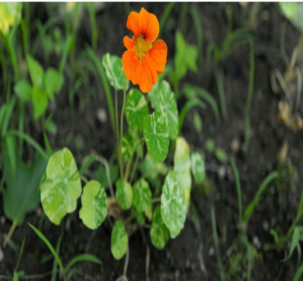 Nasturtiums