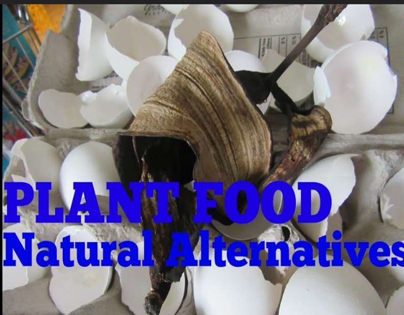 Natural Quandary- Analyzing Natural Plant Food Options