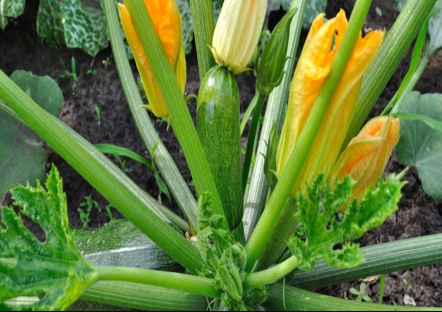 The Secrets To Growing Zucchini – How To Grow A Bumper Crop!